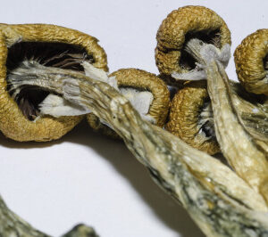 South-American-Cubensis