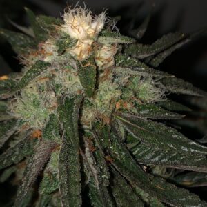 Death Bubba Strain