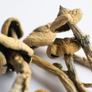 South-American-Cubensis